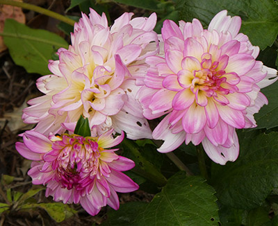 dahlias
