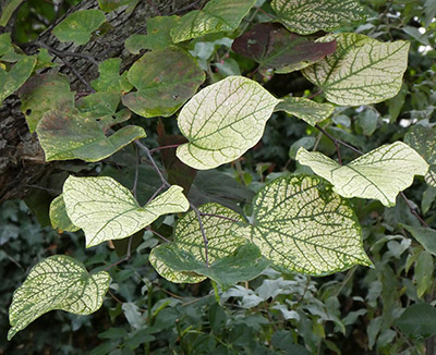 Leaves preparing for autumn